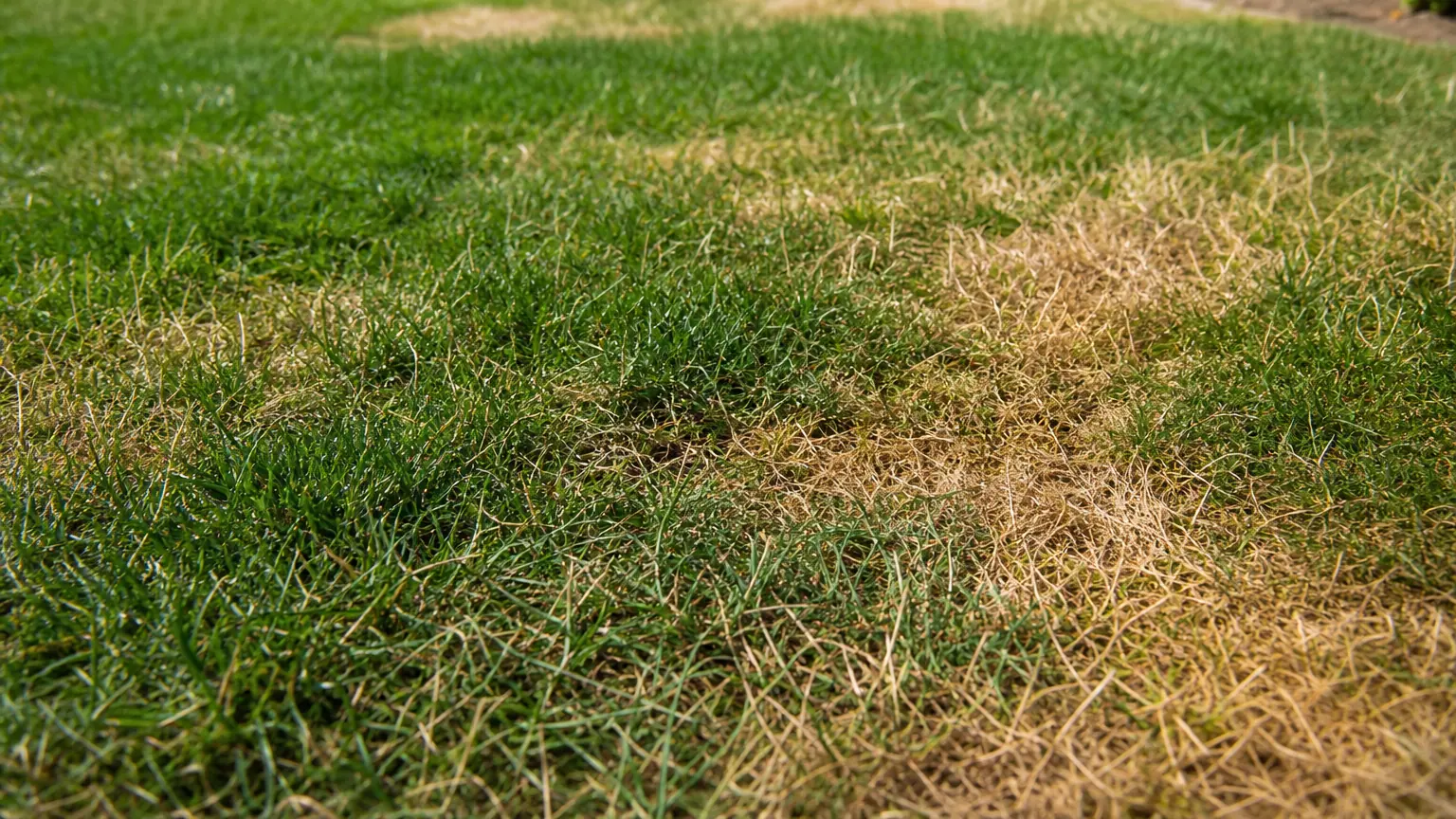 Pelouse de jardin avec des plaques d'herbe jaunie contrastant avec l'herbe verte environnante, vue en lumière naturelle