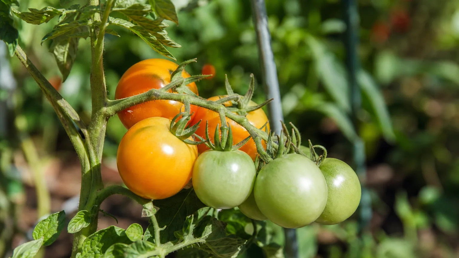 Grappe de tomates encore vertes et orangées sur un pied de tomate en plein potager d'été